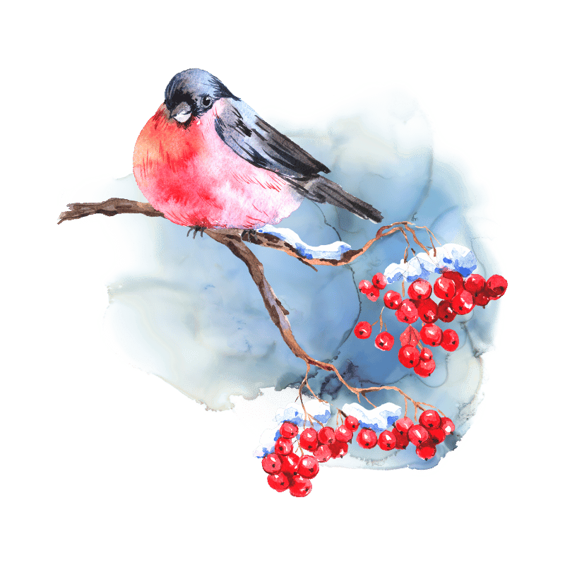 Watercolor illustration of a small bird with a pink chest perched on a branch with red berries and snow.