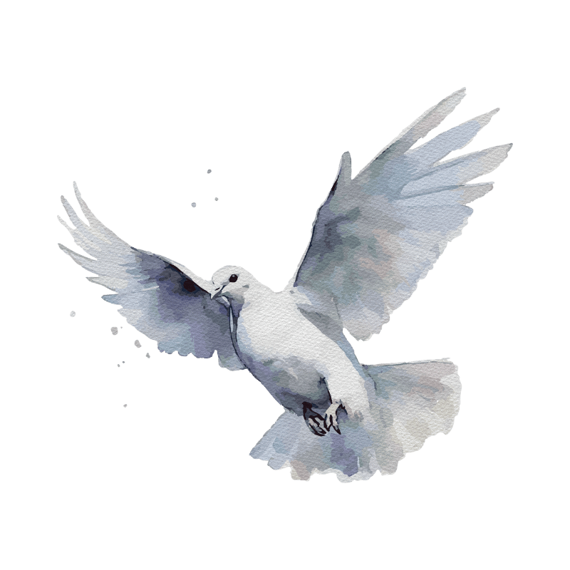 Watercolor illustration of a white dove in mid-flight with outstretched wings.