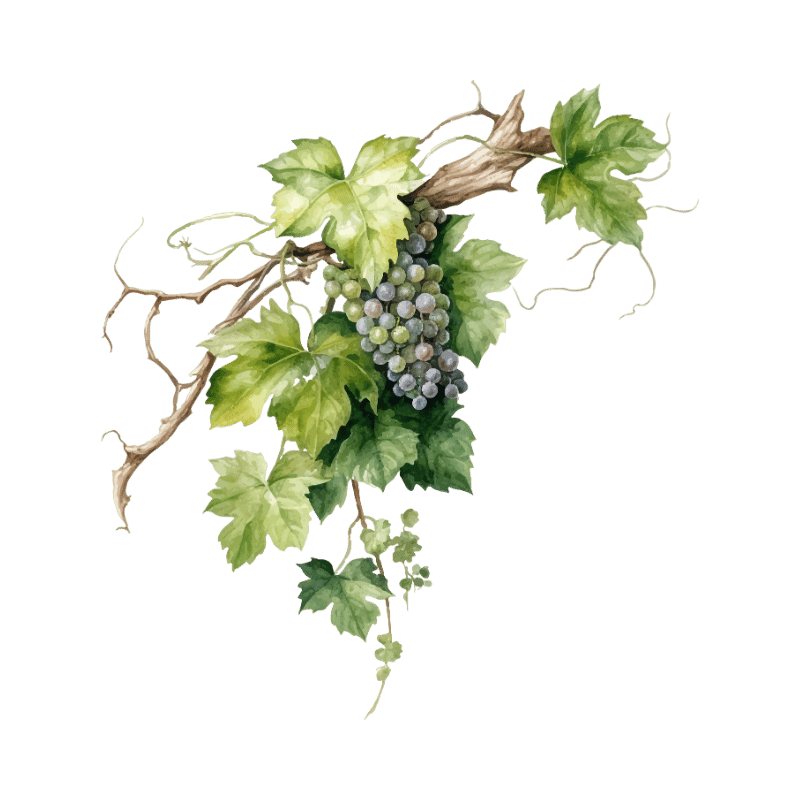 A detailed illustration of a grapevine.