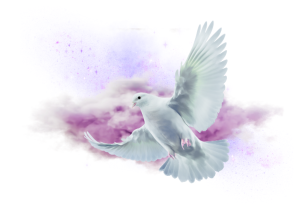 A white dove in flight against a soft background of purple and pink clouds, symbolizing peace, serenity, and God's love.