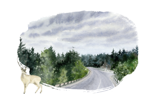 A watercolor illustration of a winding road through a forest, with a deer standing in the foreground under a cloudy sky.