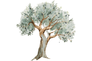 Watercolor painting of an olive tree with soft green leaves and a sturdy trunk.